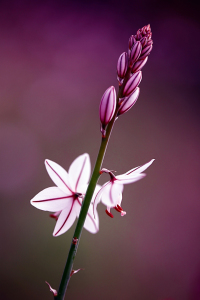 Bild-Nr: 10501757 Little Flower Erstellt von: Renate Knapp