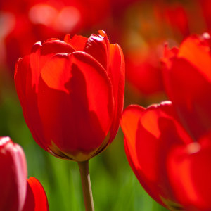 Bild-Nr: 10509323 rote Tulpen in der Sonne Erstellt von: Anja Schäfer