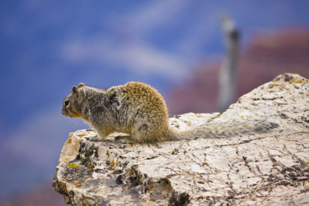 Bild-Nr: 10515741 Chipmunk at Grand Canyon Erstellt von: SLSepp