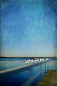Bild-Nr: 10525637 Nine seagulls Erstellt von: yammay