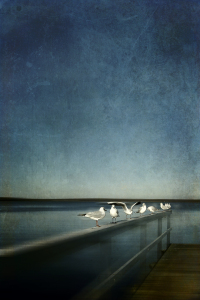Bild-Nr: 10525783 Nine seagulls (Variante) Erstellt von: yammay