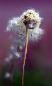 Bild-Nr: 10547205 Anemonenfee Erstellt von: Renate Knapp