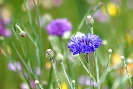 Bild-Nr: 10548377 Kornblumen Erstellt von: youhaveadream