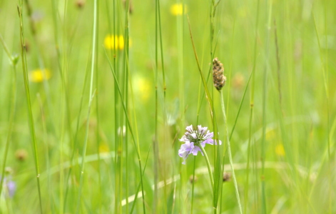 Bild-Nr: 10555283 .. in der Wiese .. Erstellt von: GUGIGEI