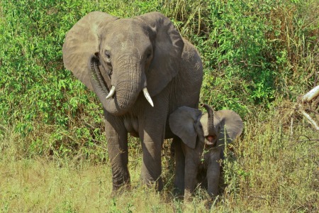 Bild-Nr: 10572403 Elephant Salut! Erstellt von: marasmus