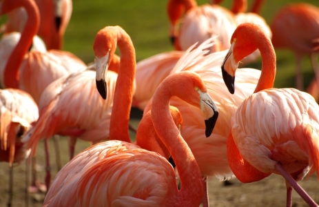 Bild-Nr: 10587243 Flamingos in der Gruppe Erstellt von: Ina  Penning