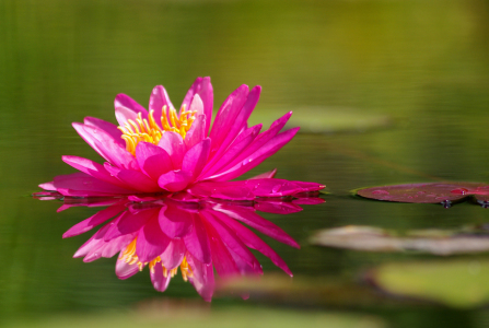 Bild-Nr: 10590473 Nymphaea Hybride Erstellt von: WildlifePhotography