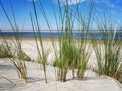 Bild-Nr: 10641574 Nordseeinsel Spiekeroog  Düne Erstellt von: Galerie-Fotoeffekt