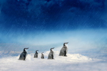 Bild-Nr: 10642214 Pinguinfamilie unterwegs Erstellt von: Heike  Hultsch