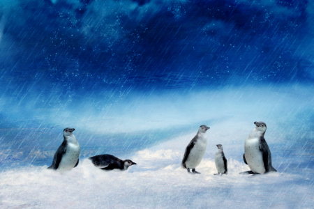Bild-Nr: 10642684 Pinguinfamilie  Erstellt von: Heike  Hultsch