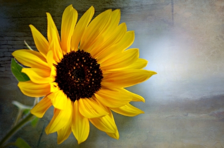 Bild-Nr: 10654338 Sonnenblume Erstellt von: gabii40