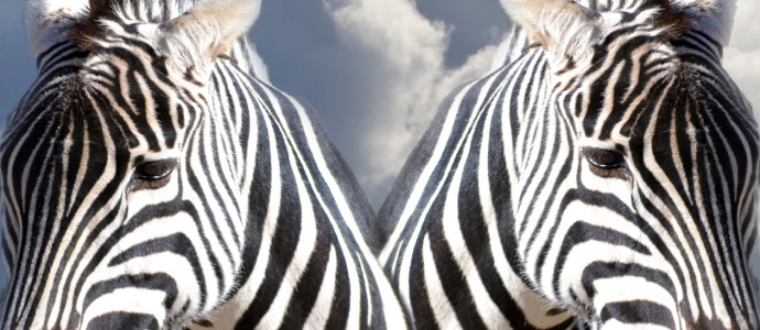 Bild-Nr: 10682086 Zebra-Duett Erstellt von: Maike Straßburg