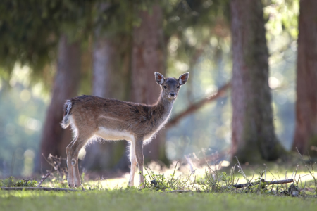 Bild-Nr: 10697553 Begegnung im Wald Erstellt von: Thomas Herzog