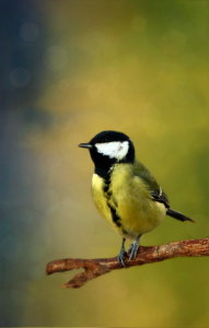 Bild-Nr: 10700221 Meise Hochformat Erstellt von: Heike Hultsch