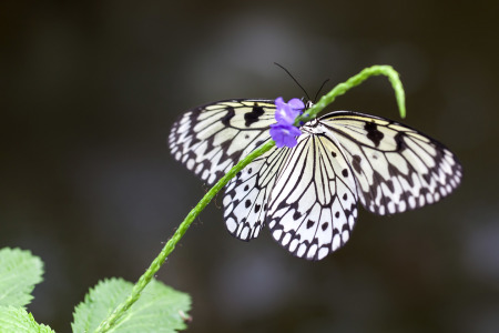 Bild-Nr: 10700331 Schmetterling Erstellt von: Klaus Kehrls