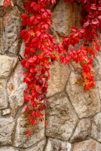 Bild-Nr: 10701825 Die schönsten Farben des Herbstes - 3 - Erstellt von: Heike  Hultsch