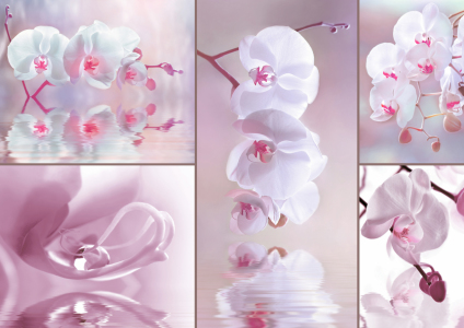 Bild-Nr: 10727167 Orchideenblüten Erstellt von: Atteloi