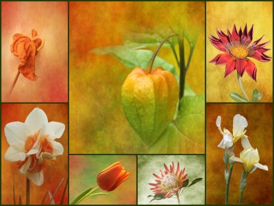 Bild-Nr: 10736583 Blüten - Collage Erstellt von: Anja Otto