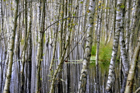 Bild-Nr: 10738003 Birkenwald Erstellt von: GUGIGEI