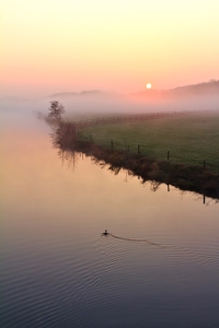 Bild-Nr: 10752523 Haubentaucher bei Sonnenaufgang Erstellt von: falconer59