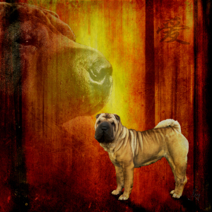 Bild-Nr: 10752677 Chinese Shar Pei Erstellt von: yammay