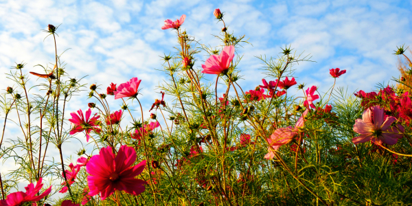 Bild-Nr: 10761237 Blumenwiese Erstellt von: Atteloi