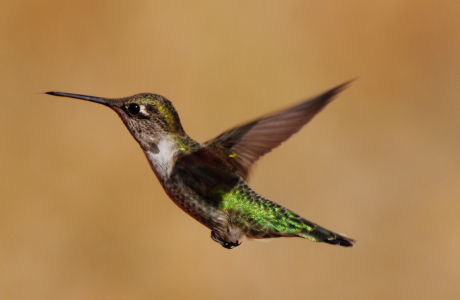 Bild-Nr: 10780723 Kolibri im Flug Erstellt von: Octopus8