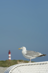 Bild-Nr: 10814695 Möwe auf Amrum Erstellt von: danielschoenen