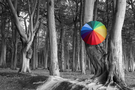 Bild-Nr: 10827611 Farbtupfer - im Wald Erstellt von: Marcel Schauer
