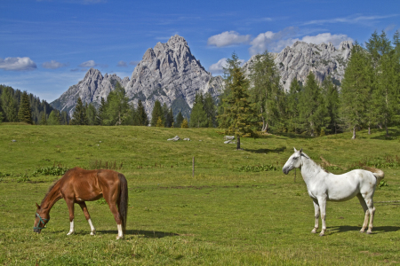 Bild-Nr: 10839235 Pferdesommer in den Dolomiten Erstellt von: EderHans