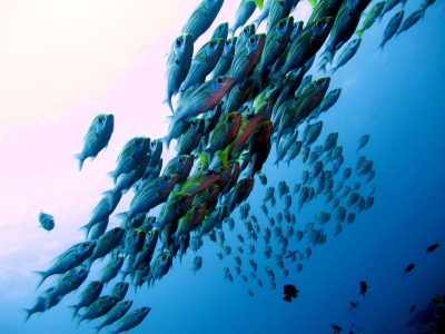 Bild-Nr: 10929797 Fisch- Schwarm Erstellt von: Malediven-Bilder-de