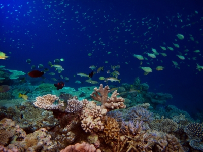 Bild-Nr: 10935609 Einzigartige Unterwasserwelt Erstellt von: Malediven-Bilder-de