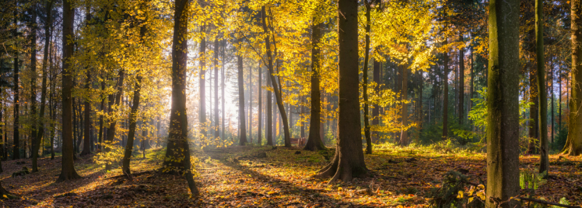 Bild-Nr: 10949235 Sonniger Herbstwald Fine Art Erstellt von: eyetronic