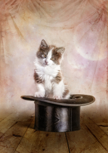 Bild-Nr: 10950367 magic kitten. Erstellt von: René de Brunn