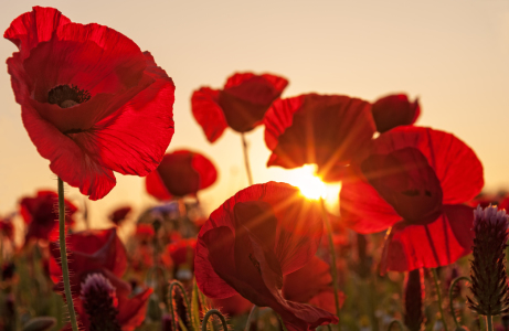 Bild-Nr: 10958135 Mohnblumen im Gegenlicht Erstellt von: Nordbilder