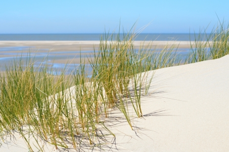 Bild-Nr: 10961951 Düne im Sommer Erstellt von: Susanne Herppich