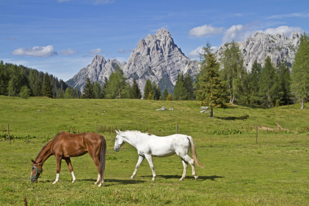Bild-Nr: 10974256 Pferdesommer in den Dolomiten Erstellt von: EderHans
