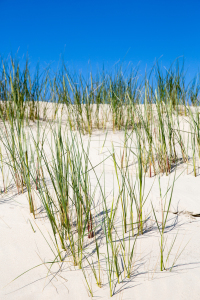 Bild-Nr: 10986058 Strandgras in den Dünen auf Norderney Erstellt von: goekce-narttek