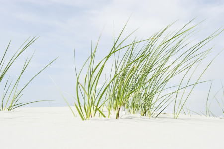 Bild-Nr: 11017604 Strandhafer quer Erstellt von: danielschoenen