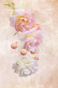 Bild-Nr: 11042243 Romantic Roses Erstellt von: Anja Otto