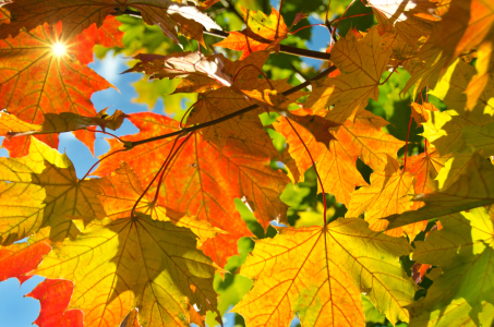 Bild-Nr: 11049929 So ist der Herbst Erstellt von: Steffen Gierok