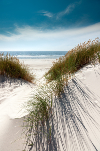 Bild-Nr: 11097993 Volle Pracht - Dünen mit Strandhafer Erstellt von: Reiner Würz