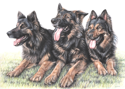 Bild-Nr: 11116095 Schäferhunde - German Shepherds Erstellt von: NicoleZeug