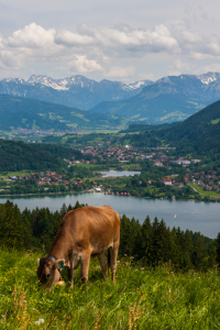 Bild-Nr: 11142440 Oberallgäuer Aussicht Erstellt von: TomKli