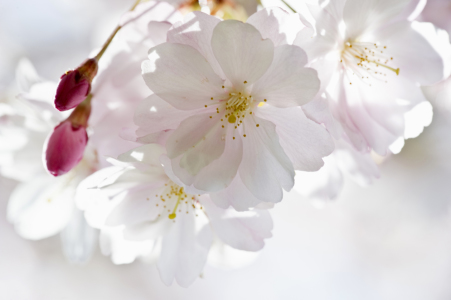 Bild-Nr: 11164950 Kirschblüten Erstellt von: danielschoenen