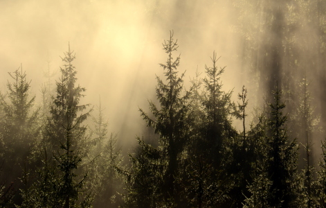 Bild-Nr: 11179302 Licht im Wald Erstellt von: GUGIGEI