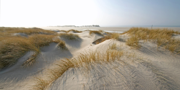 Bild-Nr: 11204972 AMRUM DÜNEN GEGENLICHT AM 9519 Erstellt von: JensOschmann