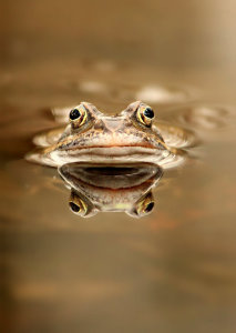 Bild-Nr: 11211244 ... mach die Augen zu, und küss mich ... Erstellt von: Heike Hultsch