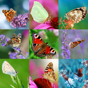 Bild-Nr: 11239962 Schmetterlinge  Erstellt von: Atteloi