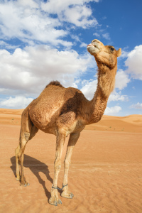 Bild-Nr: 11249178 Wüsten Kamel Oman Erstellt von: Wolfgang Zwanzger